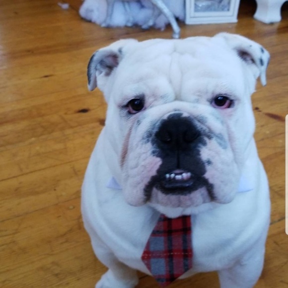 Meet your Posher, Alicia - Picture 1 of 1